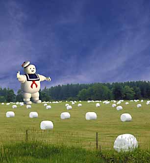 One Mellow Farmer &COPY; Bill Agard